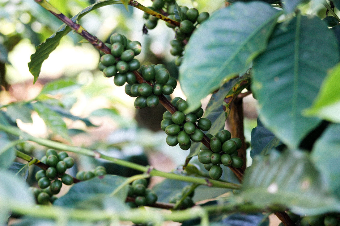 ☕ ¿Por qué el café colombiano es uno de los mejores del mundo? - Kaizen Coffee Shop